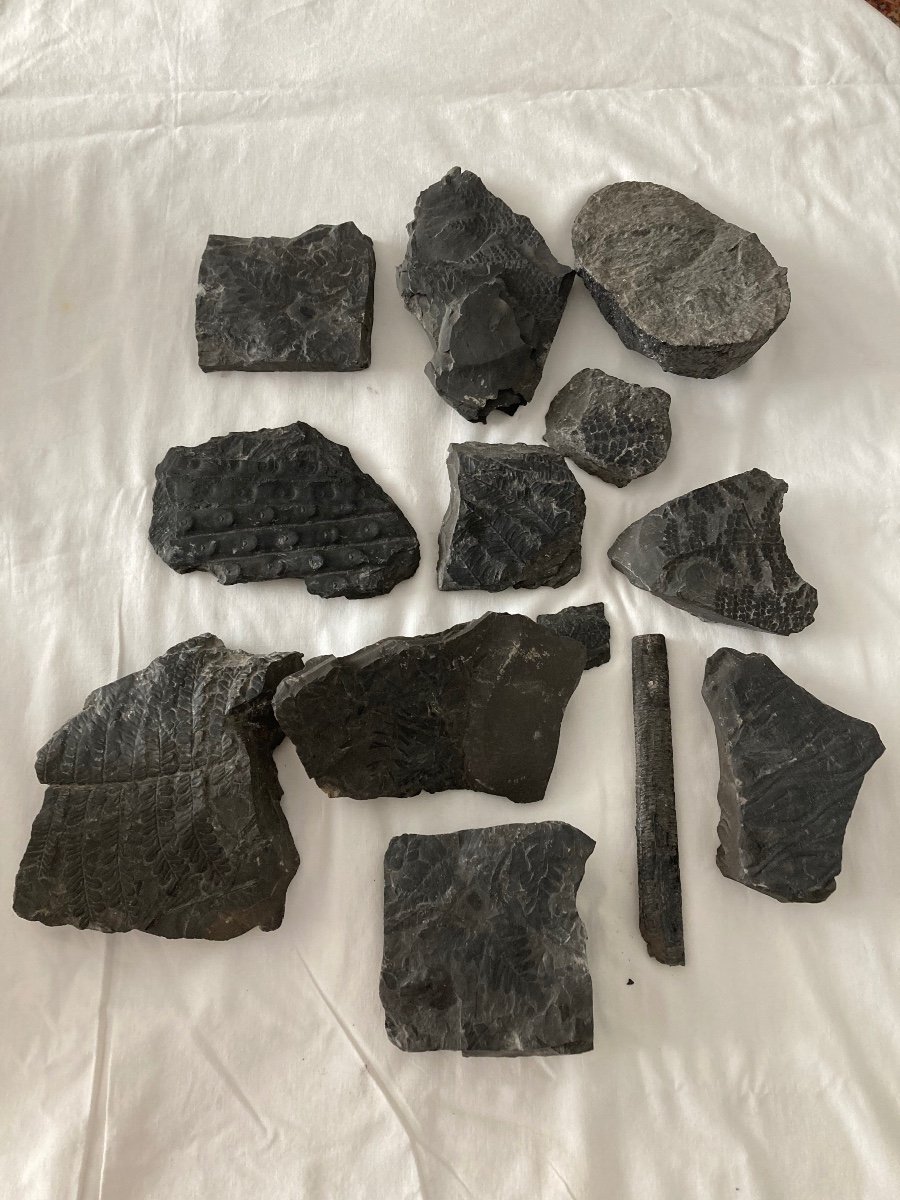 Coal Fossil Collection