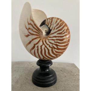 Nautile soclé 