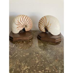 Nautiluses On Wooden Bases