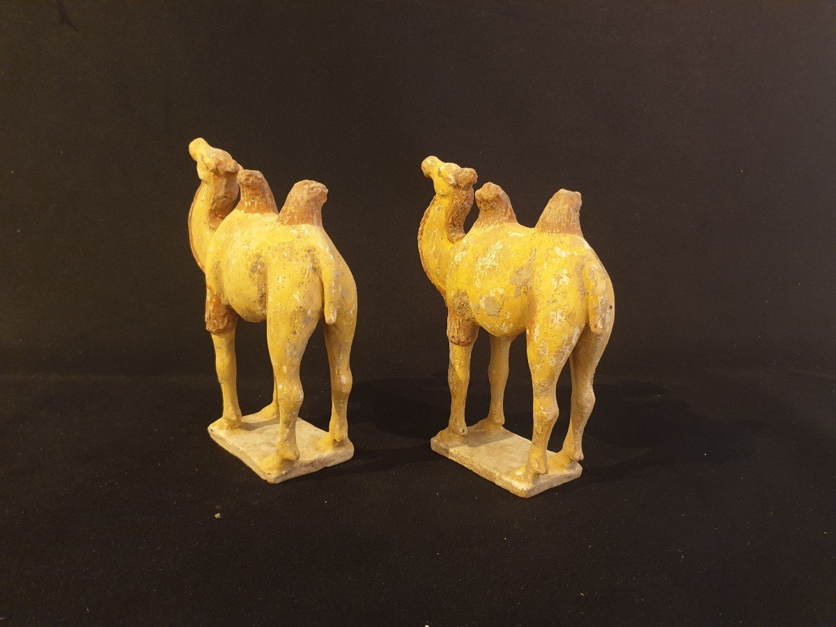 China - Pair Of Camels - Tang Dynasty - Certificate-photo-3