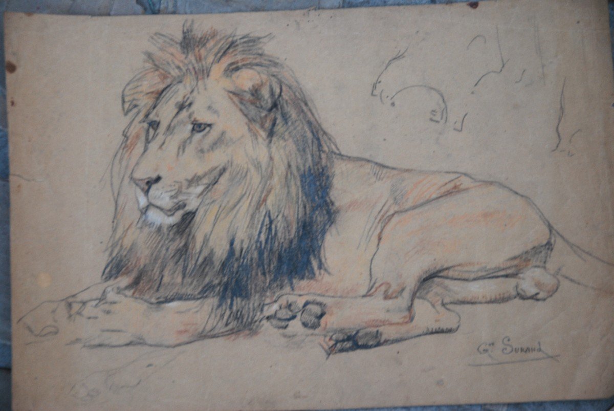 Lion , Dessin Par Gustave Surand-photo-2
