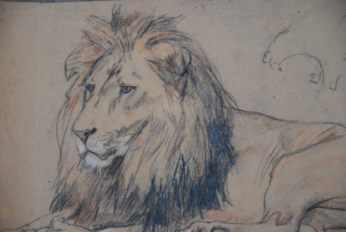 Lion , Dessin Par Gustave Surand-photo-3