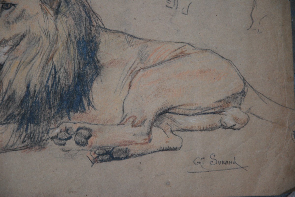 Lion , Dessin Par Gustave Surand-photo-1