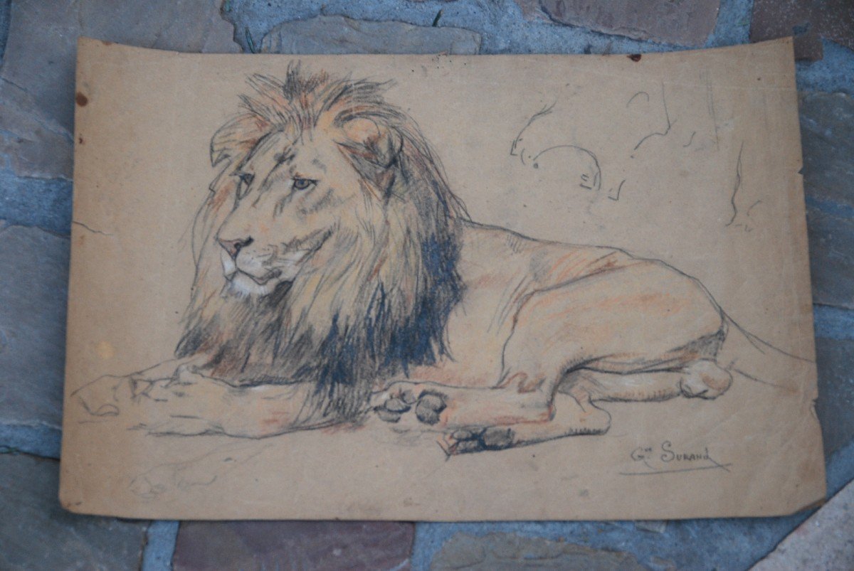 Lion , Dessin Par Gustave Surand-photo-2