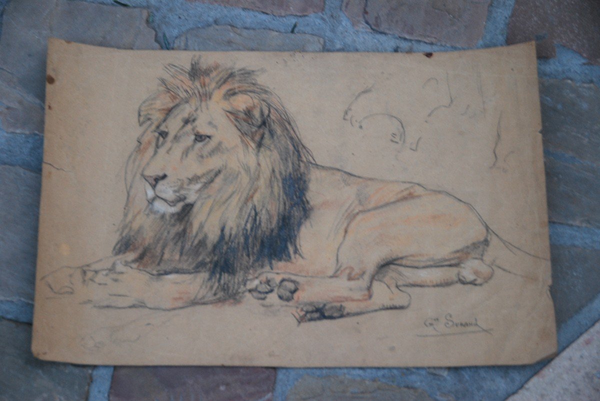 Lion , Dessin Par Gustave Surand-photo-4