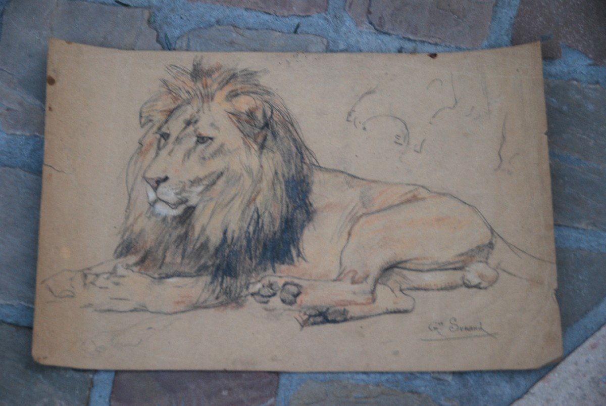 Lion, Drawing By Gustave Surand-photo-4
