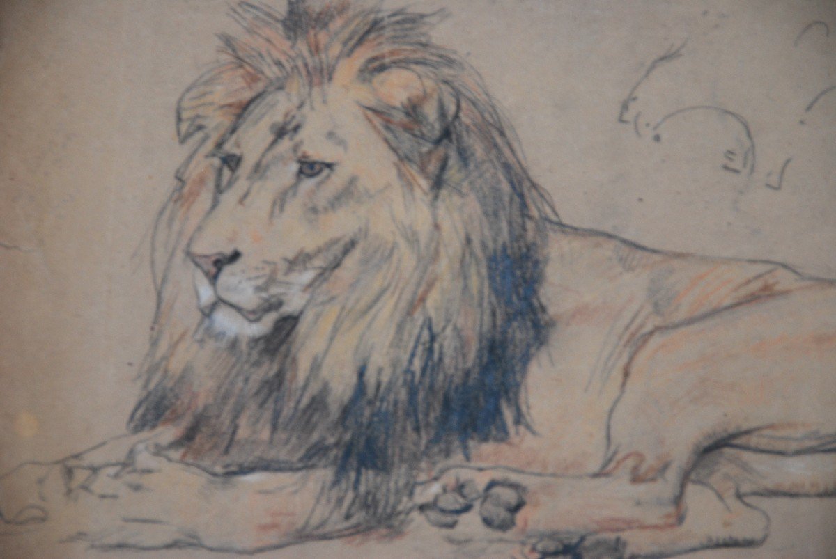 Lion , Dessin Par Gustave Surand-photo-5