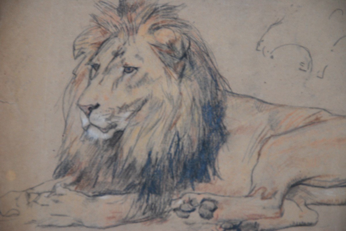 Lion, Drawing By Gustave Surand-photo-5