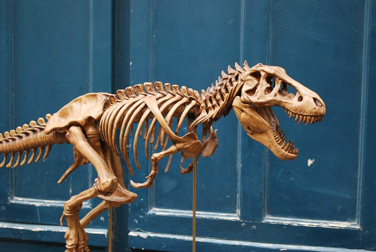 Complete T-rex Skeleton Print -photo-4