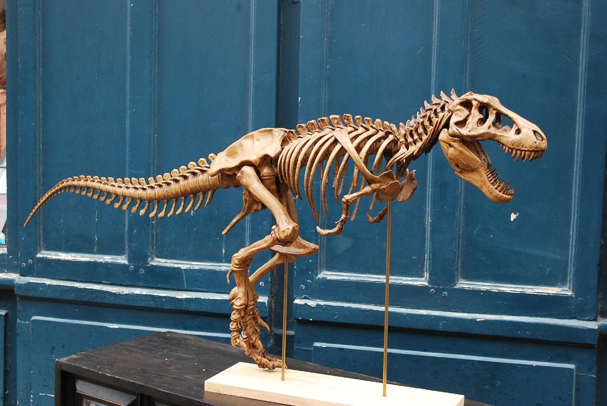 Complete T-rex Skeleton Print -photo-8