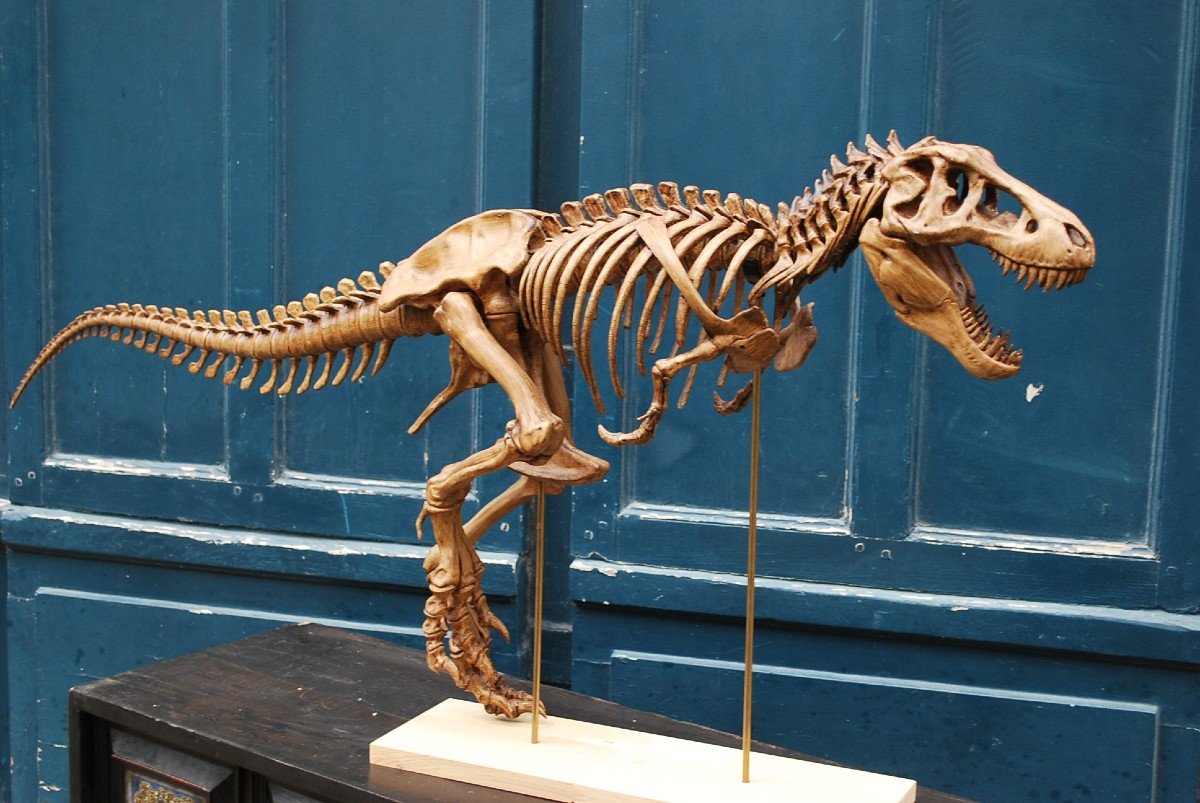 Complete T-rex Skeleton Print 