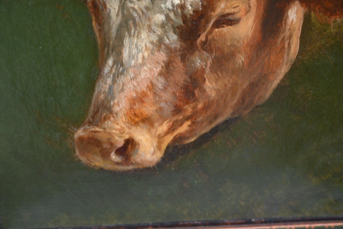 Study Of A Cow's Head, Oil Signed By Peyrol Bonheur -photo-3