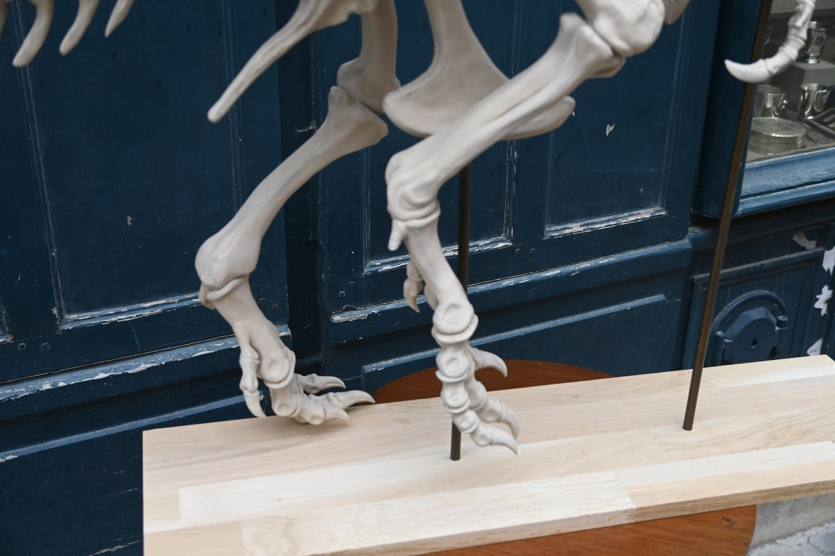 T Rex In Starch Resin Composition-photo-3