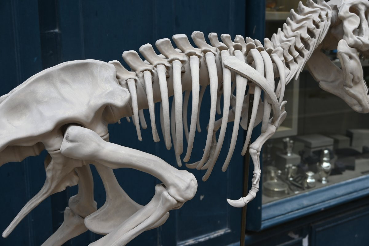 T Rex In Starch Resin Composition-photo-5
