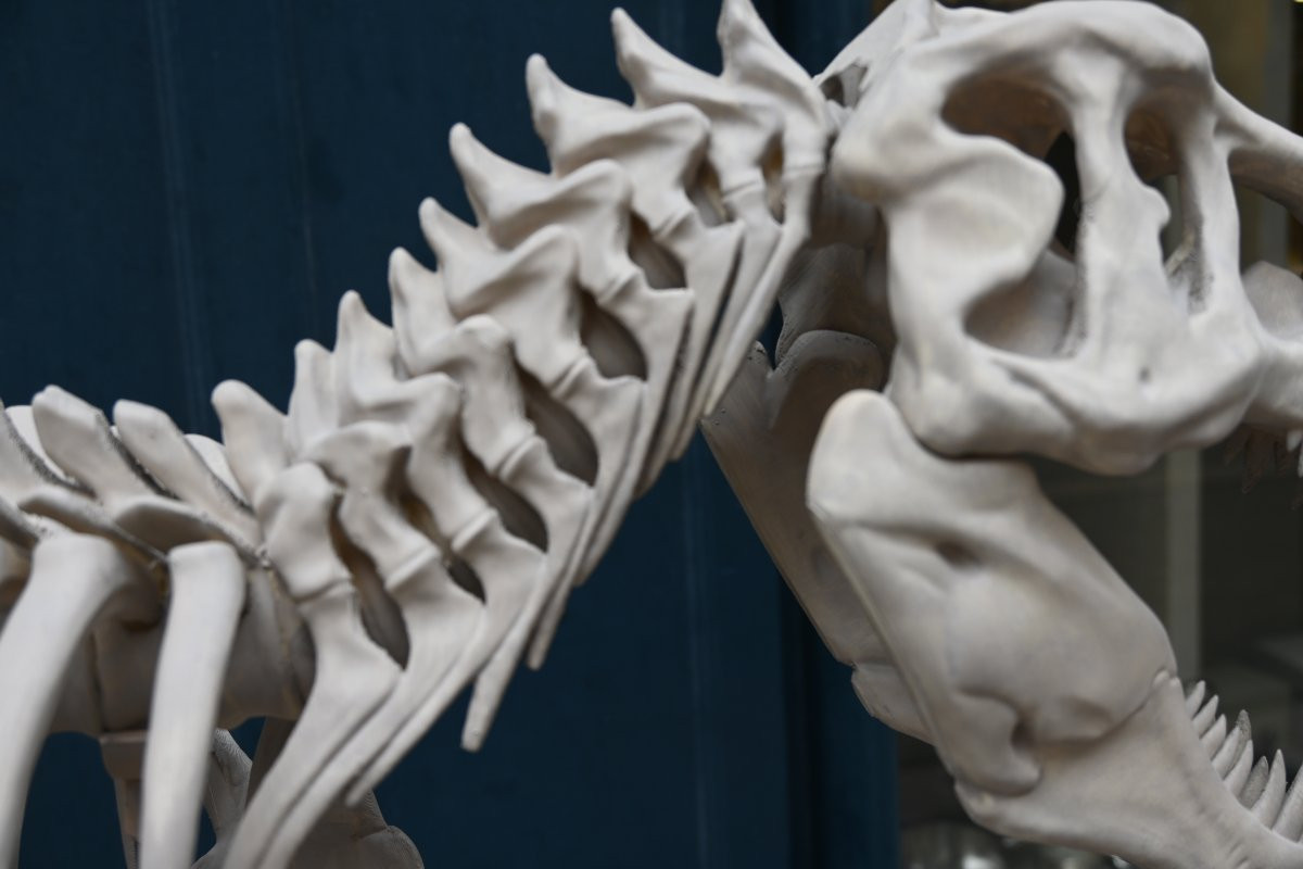 T Rex In Starch Resin Composition-photo-6