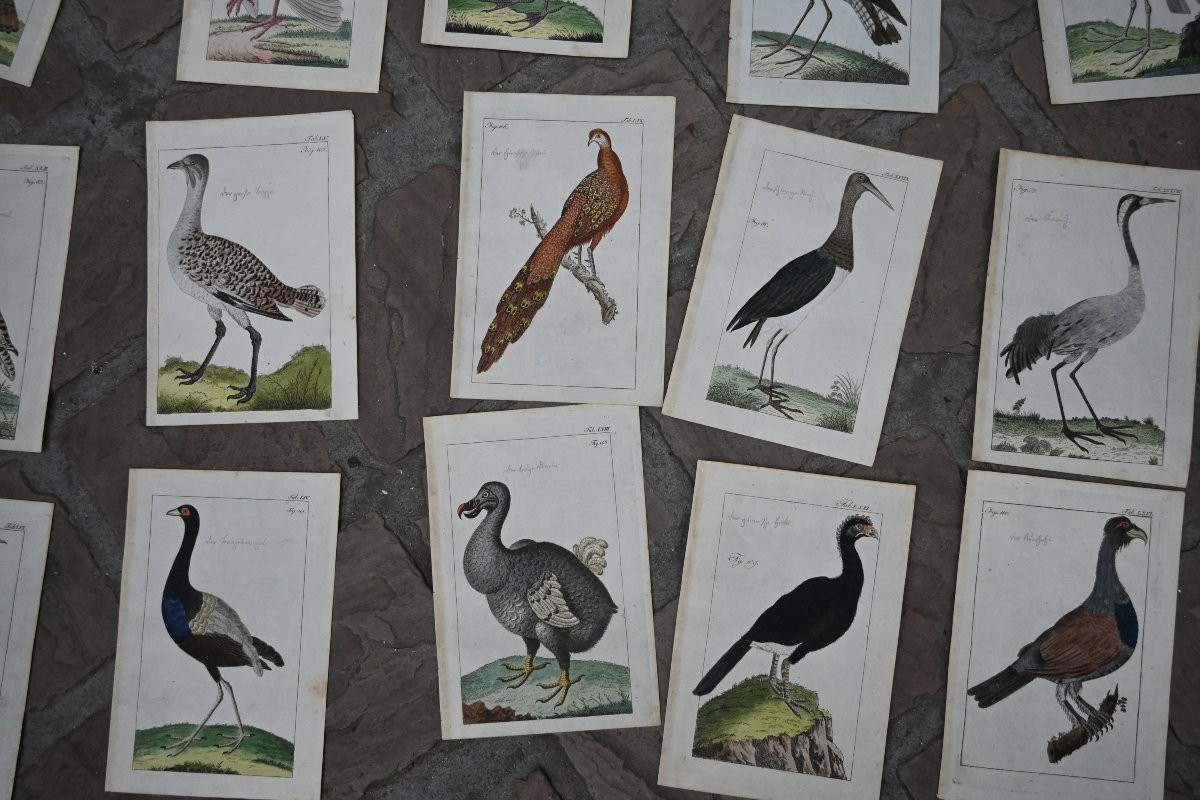 important ensembe de 49 gravures d oiseaux du XVIII d après Martinet -photo-2