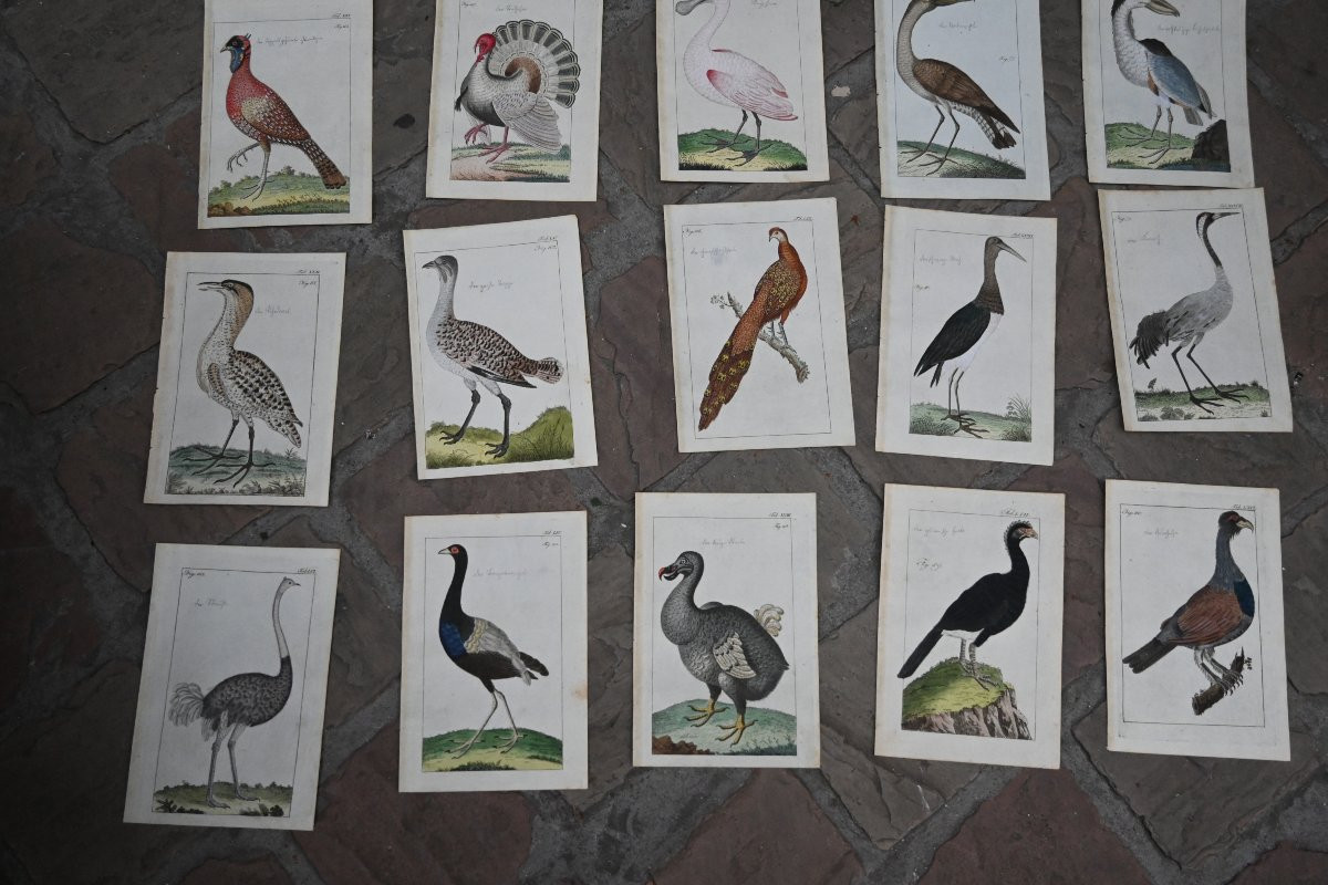 important ensembe de 49 gravures d oiseaux du XVIII d après Martinet -photo-5