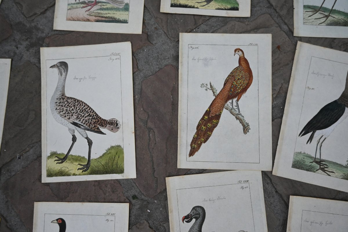 important ensembe de 49 gravures d oiseaux du XVIII d après Martinet -photo-8