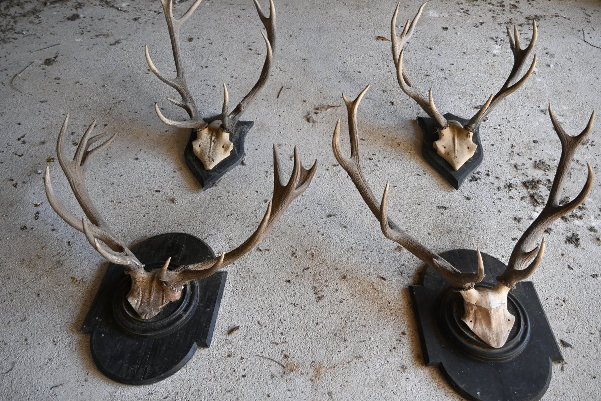 Stag Antlers On Wooden Shields, 19th Century-photo-2