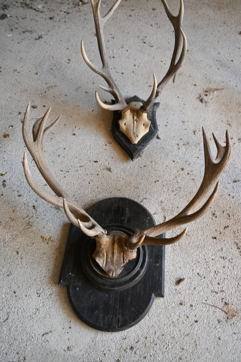 Stag Antlers On Wooden Shields, 19th Century-photo-4