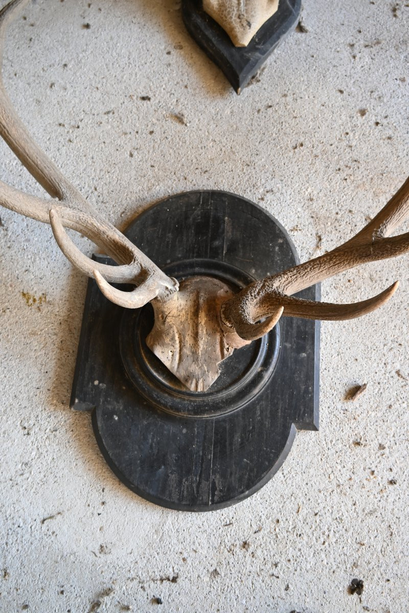 Stag Antlers On Wooden Shields, 19th Century-photo-2