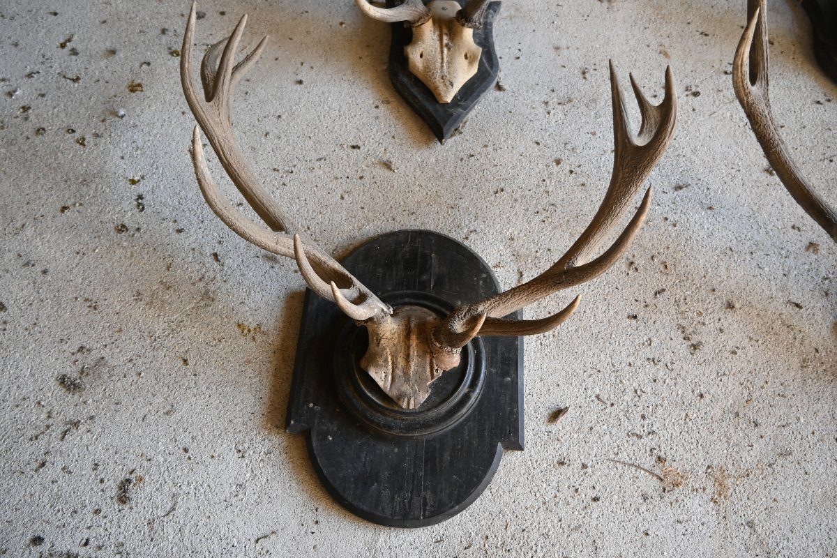 Stag Antlers On Wooden Shields, 19th Century-photo-3
