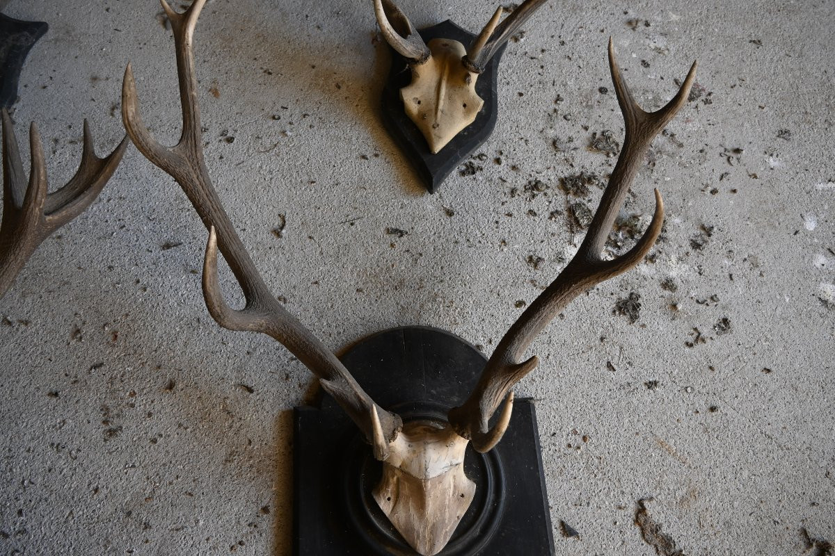 Stag Antlers On Wooden Shields, 19th Century-photo-4