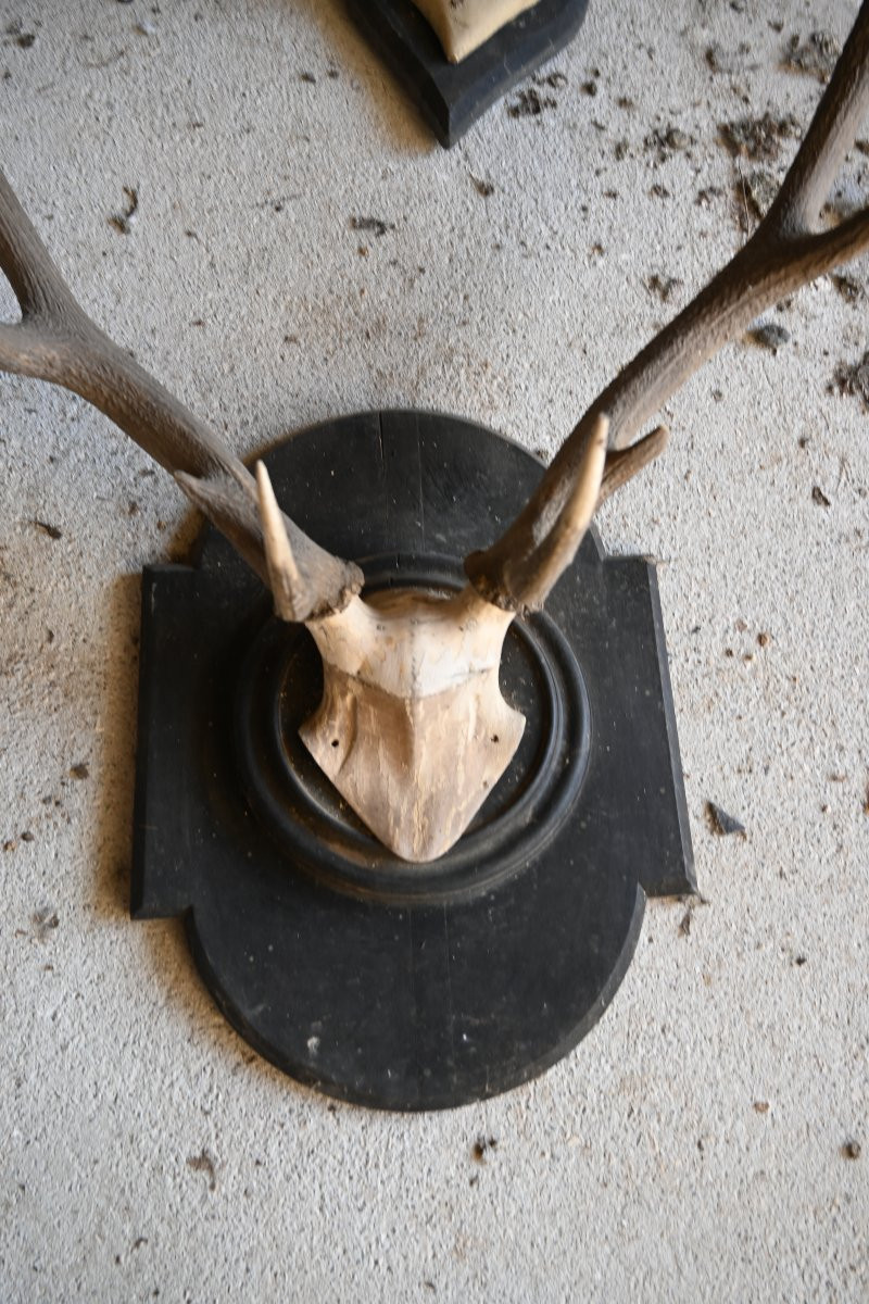 Stag Antlers On Wooden Shields, 19th Century-photo-5
