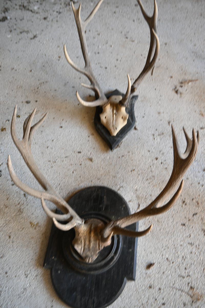 Stag Antlers On Wooden Shields, 19th Century-photo-7