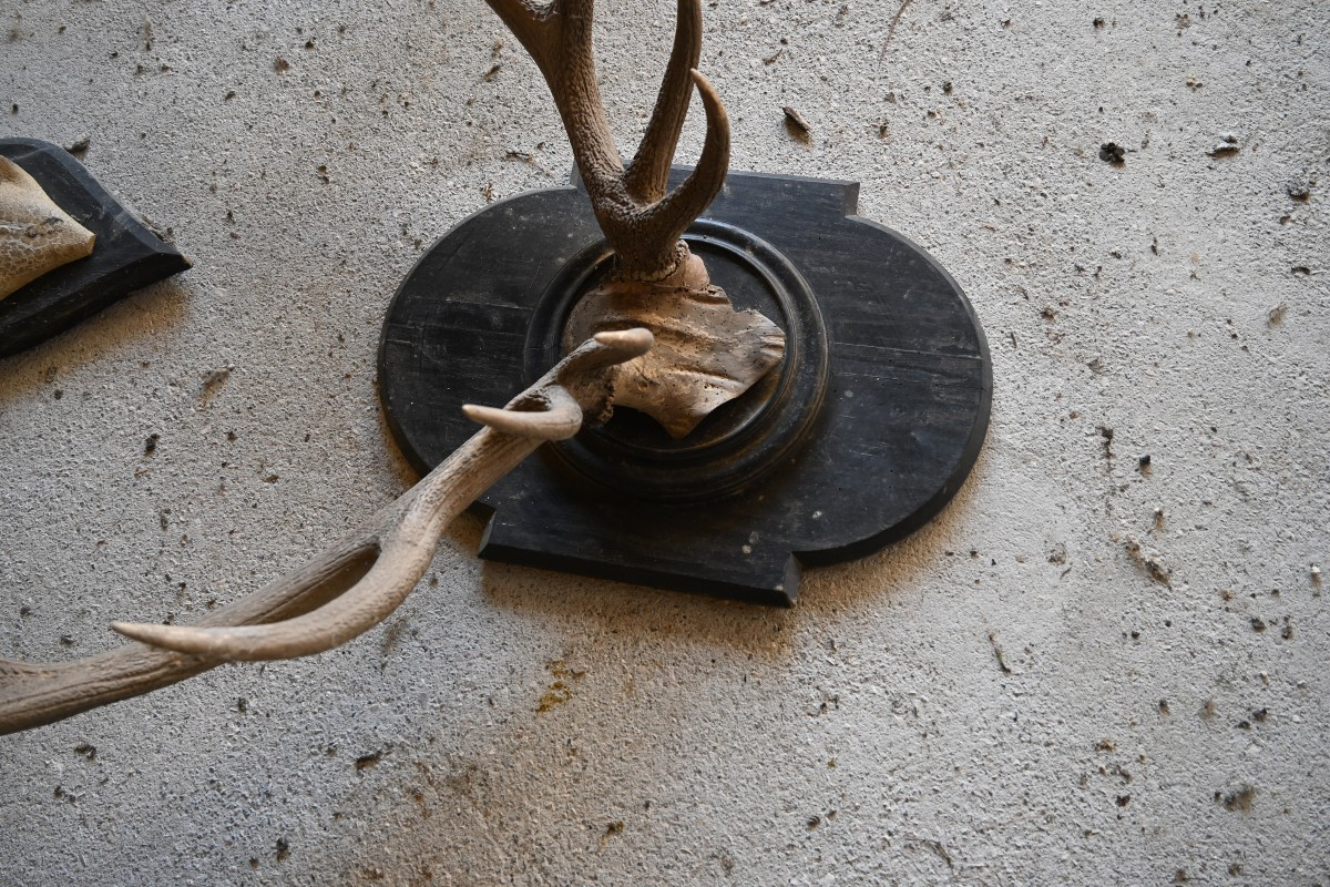Stag Antlers On Wooden Shields, 19th Century-photo-8