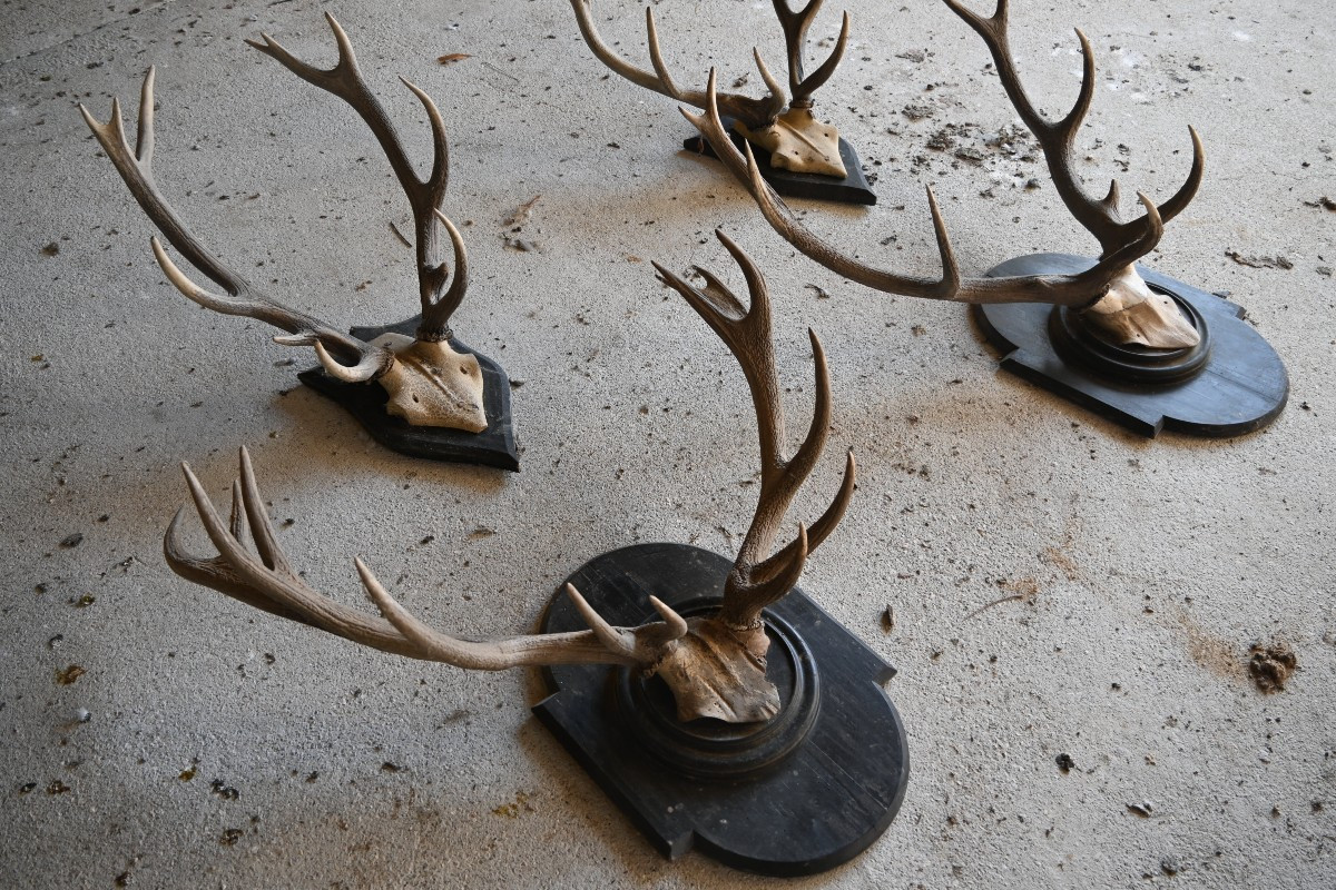 Stag Antlers On Wooden Shields, 19th Century