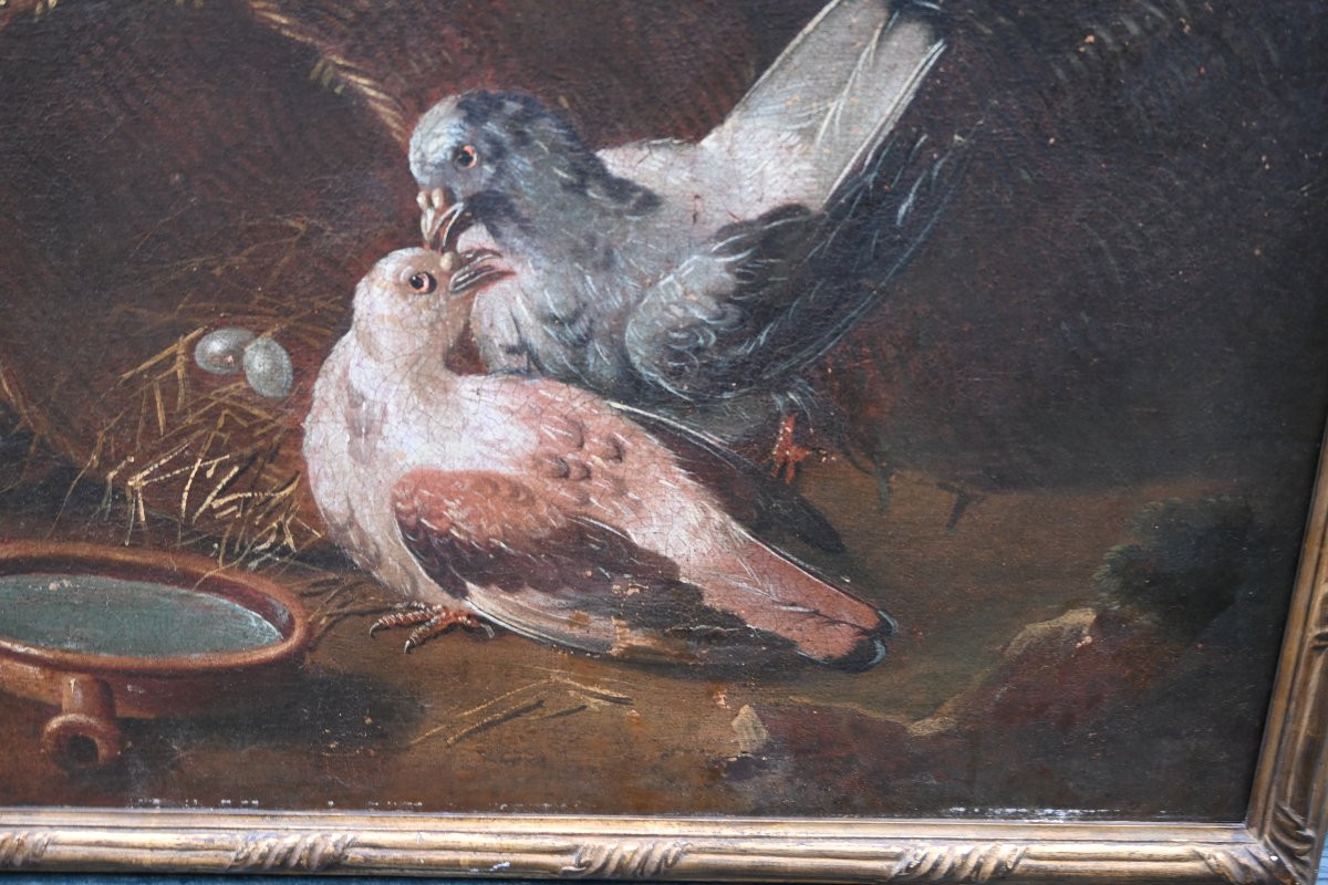 Jen baptiste Huet , entourage , couple de pigeons école XVIII-photo-5