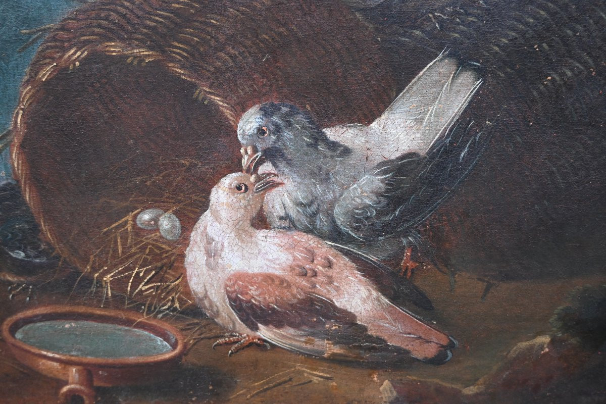 Jen baptiste Huet , entourage , couple de pigeons école XVIII-photo-6