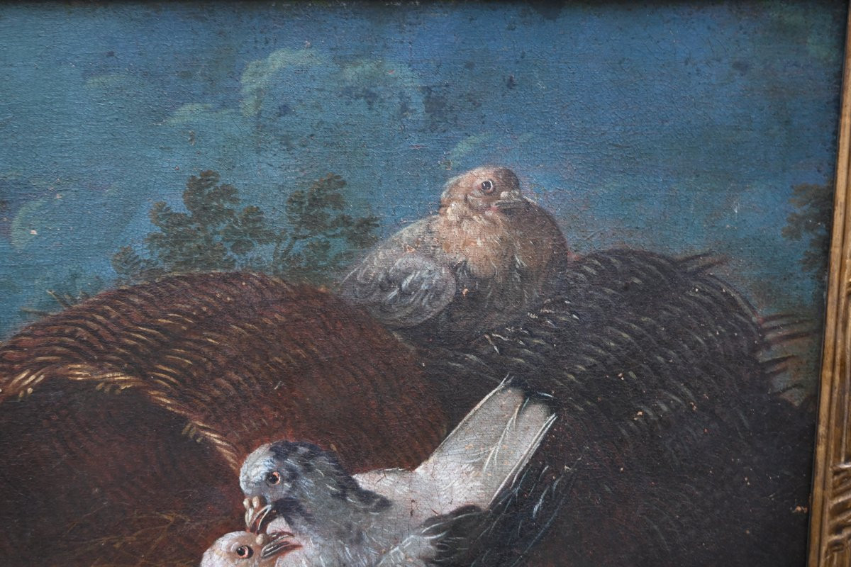 Jen baptiste Huet , entourage , couple de pigeons école XVIII-photo-7