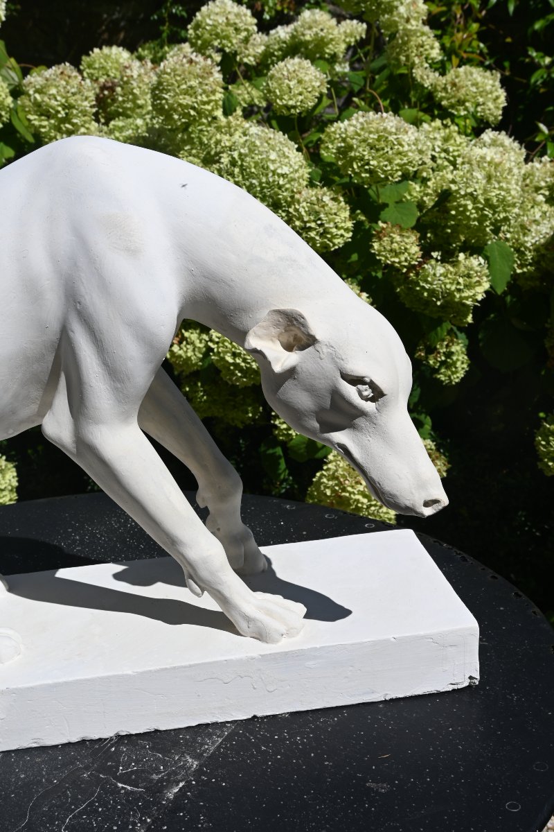 Large Plaster Greyhound Based On An Ancient Marble Sculpture-photo-4