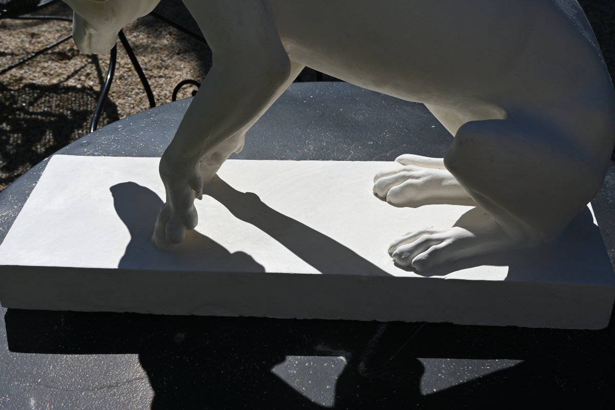 Large Plaster Greyhound Based On An Ancient Marble Sculpture-photo-5
