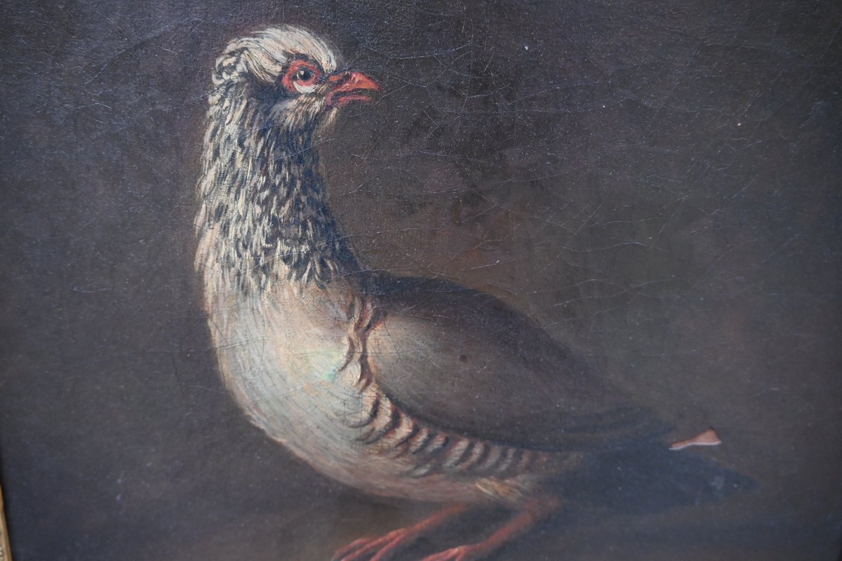 Partridge, Oil On Canvas, 18th Century-photo-2