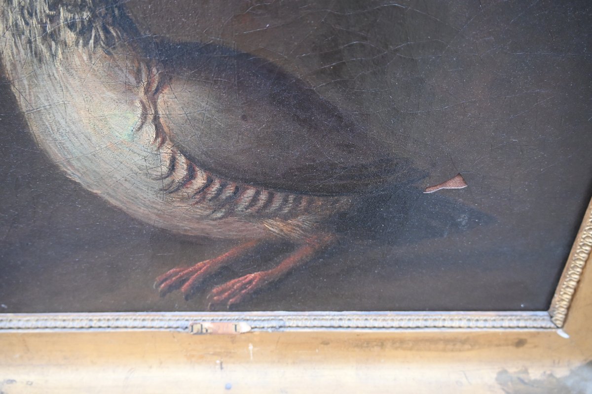 Partridge, Oil On Canvas, 18th Century-photo-1