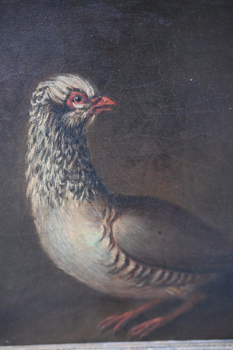 Partridge, Oil On Canvas, 18th Century-photo-2