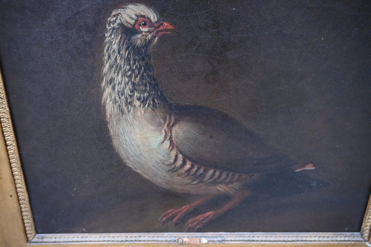 Partridge, Oil On Canvas, 18th Century-photo-4