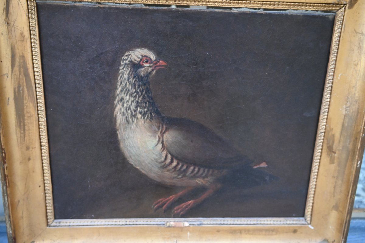 Partridge, Oil On Canvas, 18th Century