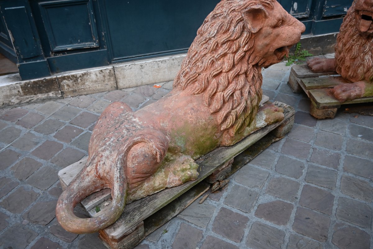 Paire de grands lions en terre cuite XIX-photo-4