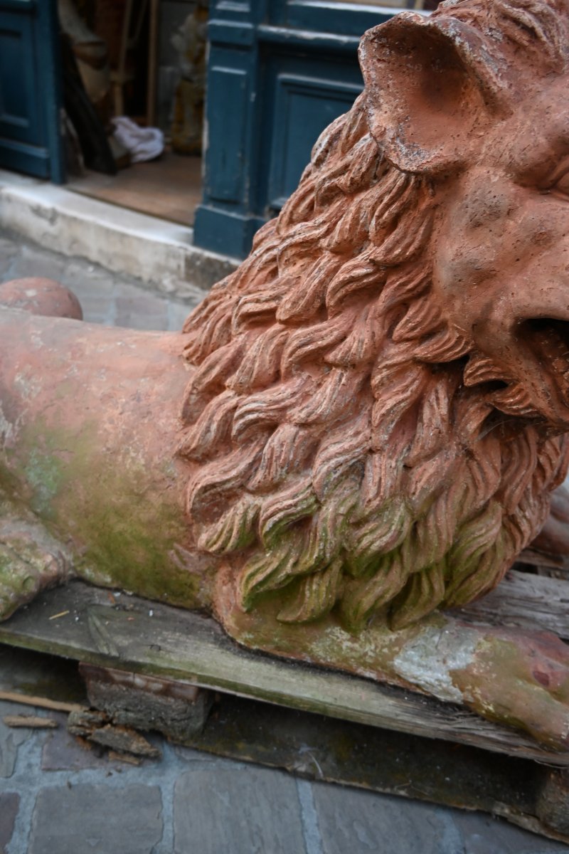Paire de grands lions en terre cuite XIX-photo-7