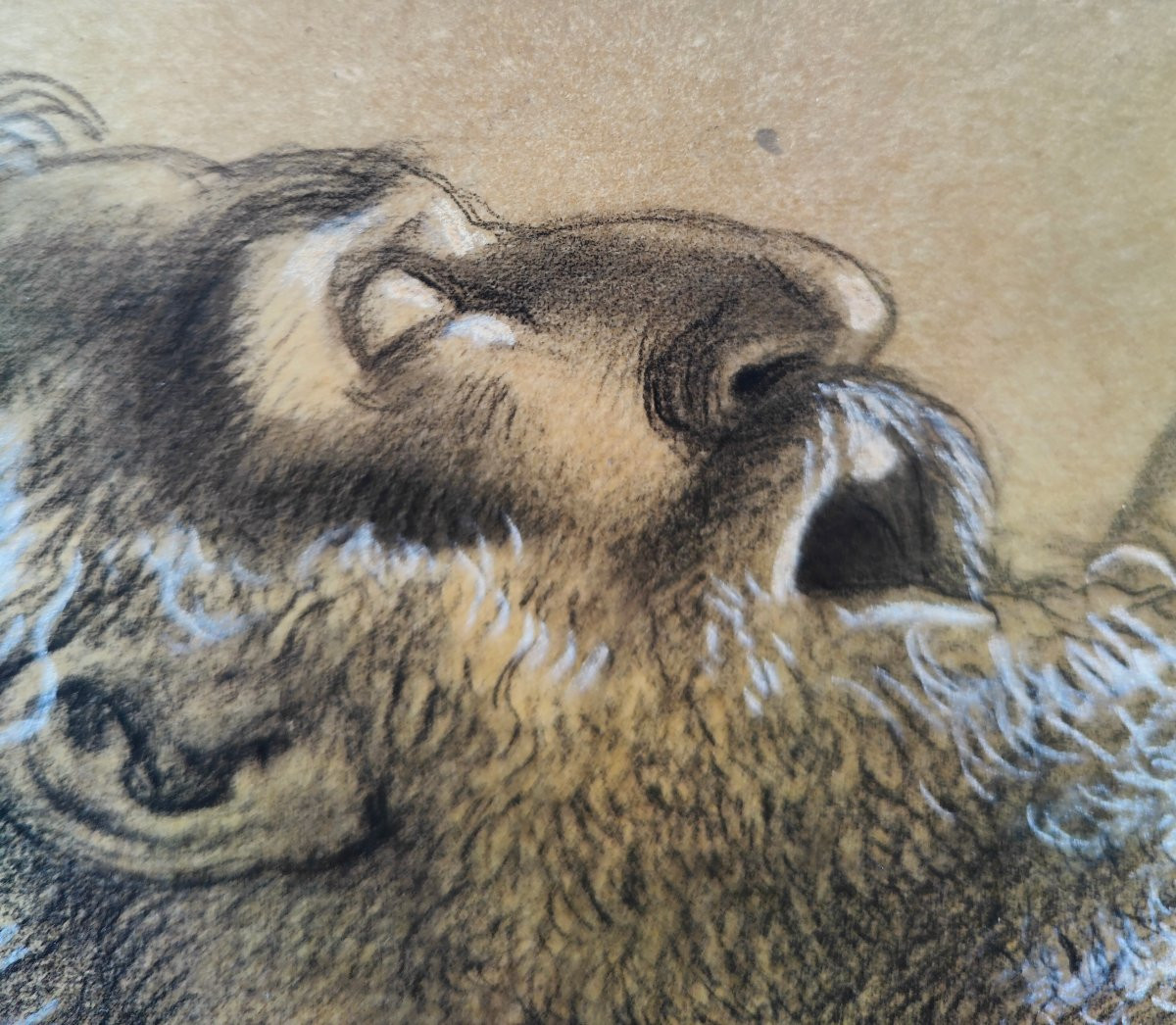 ATTR. HEIM 1820 - TETE D'HOMME -photo-5