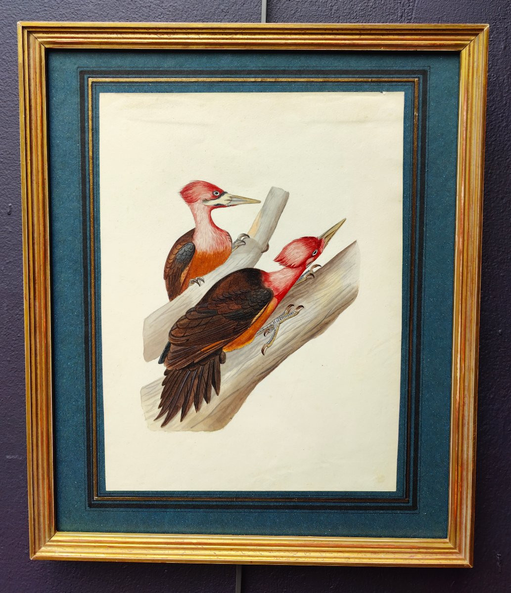 Watercolor XIX - Guyana Bird-photo-2