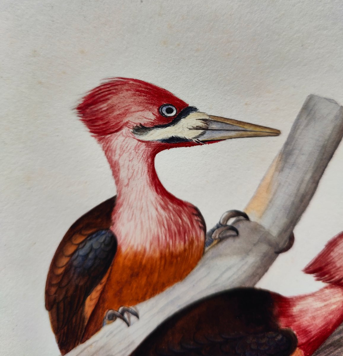 Watercolor XIX - Guyana Bird-photo-3