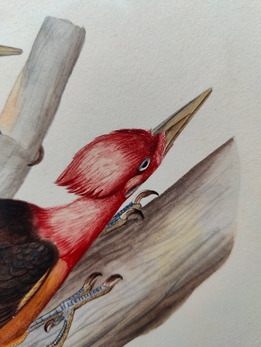 Watercolor XIX - Guyana Bird-photo-4