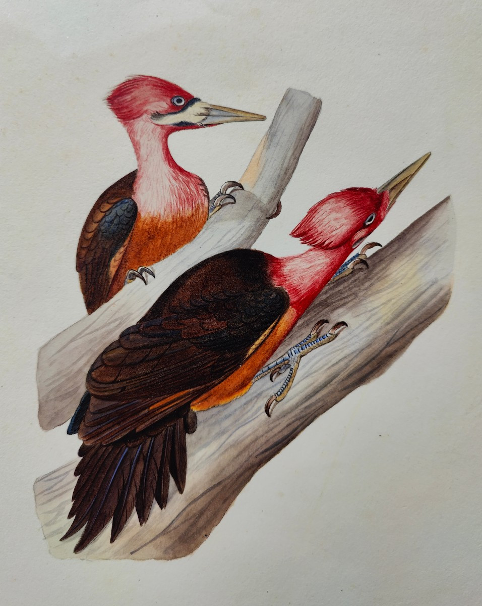 Watercolor XIX - Guyana Bird
