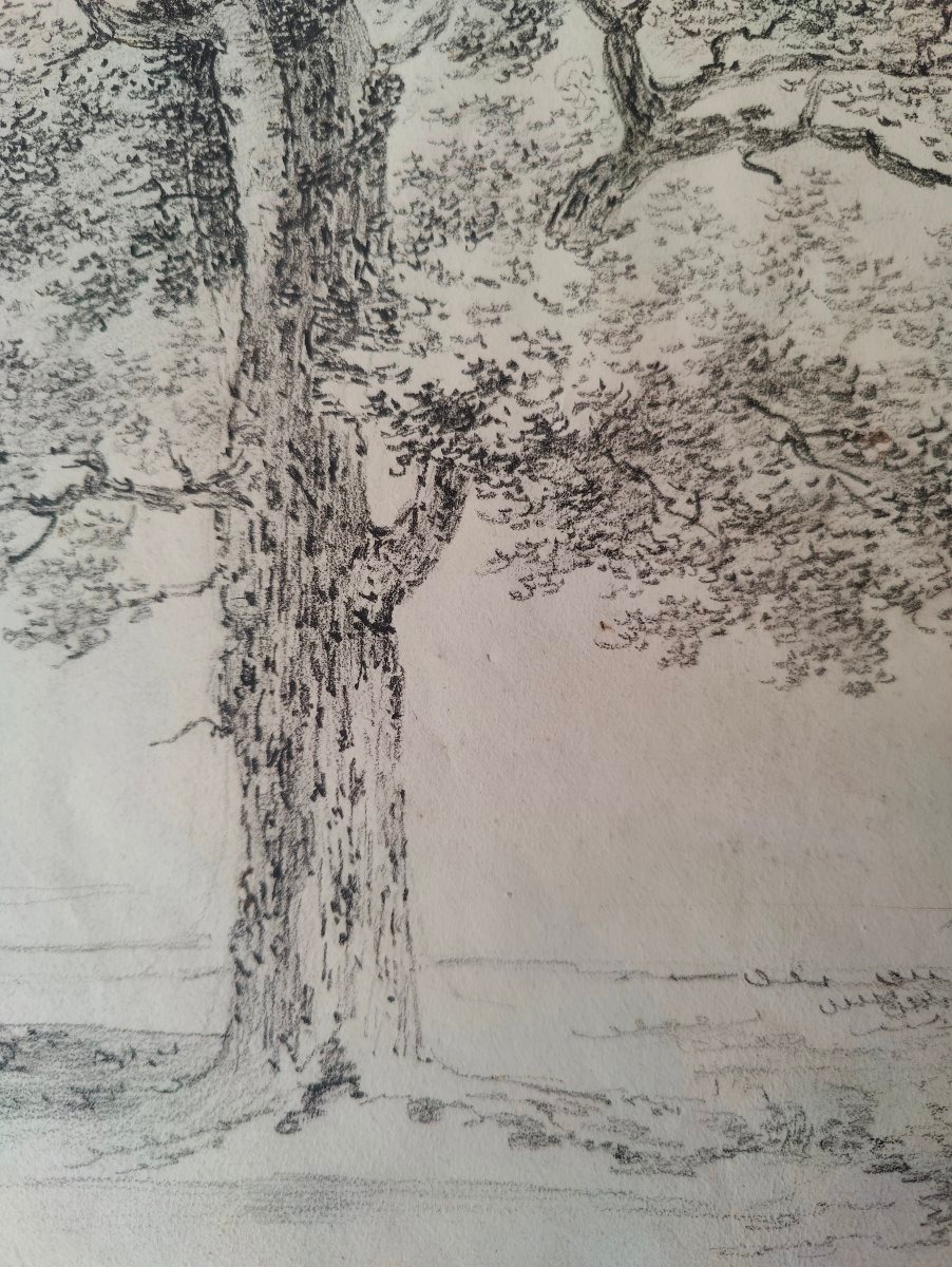France 1824 - 3 Trees - Drawing-photo-3