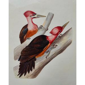 AQUARELLE XIX - OISEAU GUYANE